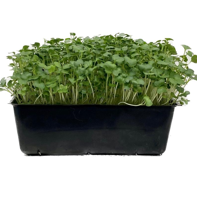 Broccoli Microgreens