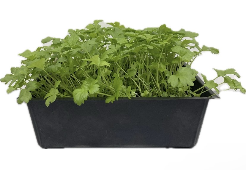 Celery Microgreens