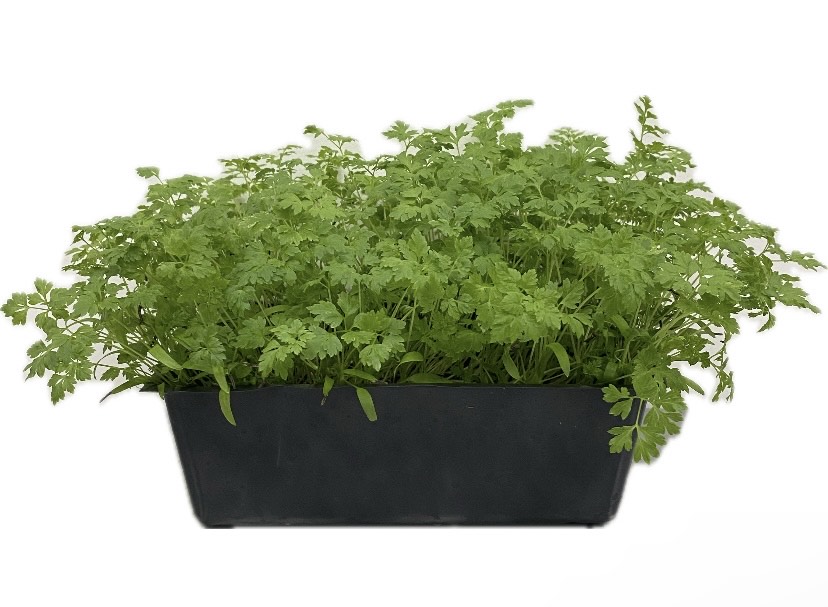 Chervil Microgreens