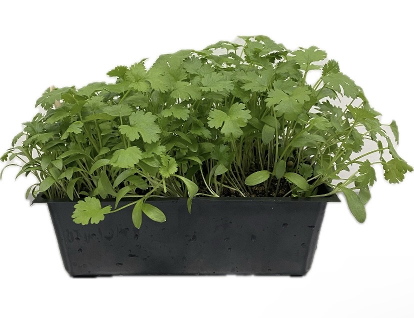 Cilantro Microgreens