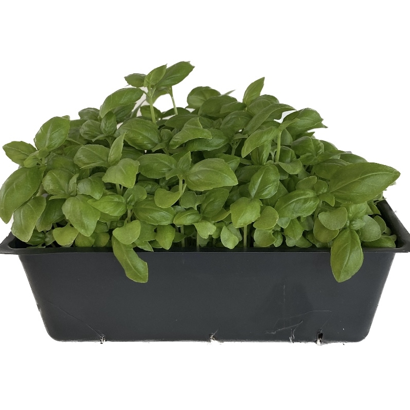 Genovese Basil Micogreens