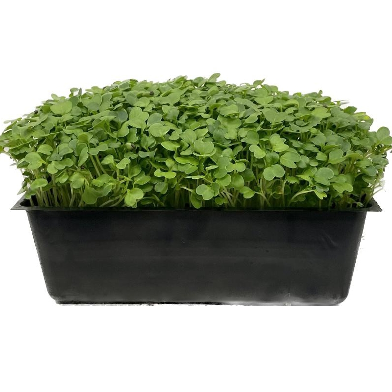 Komatsuna Microgreens