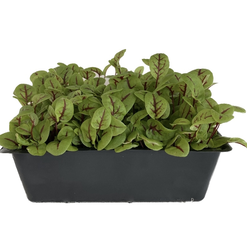 Red Veined Sorrel Microgreens