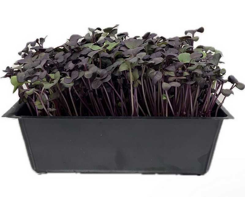 Red Radish Microgreens