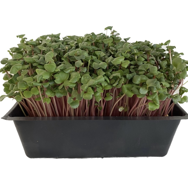 Ruby Stem Radish Microgreens