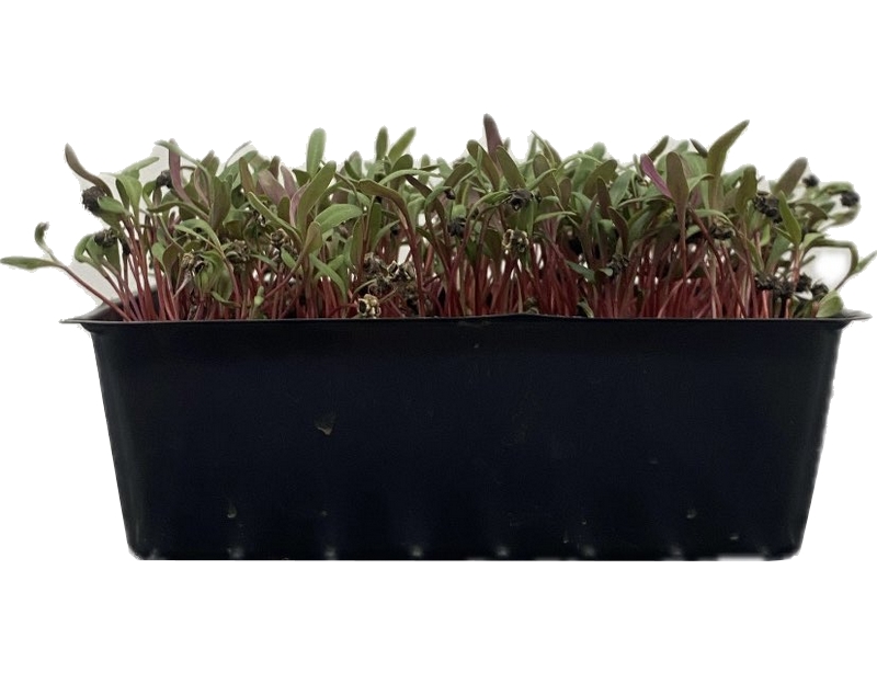 Ruby Beets Microgreens