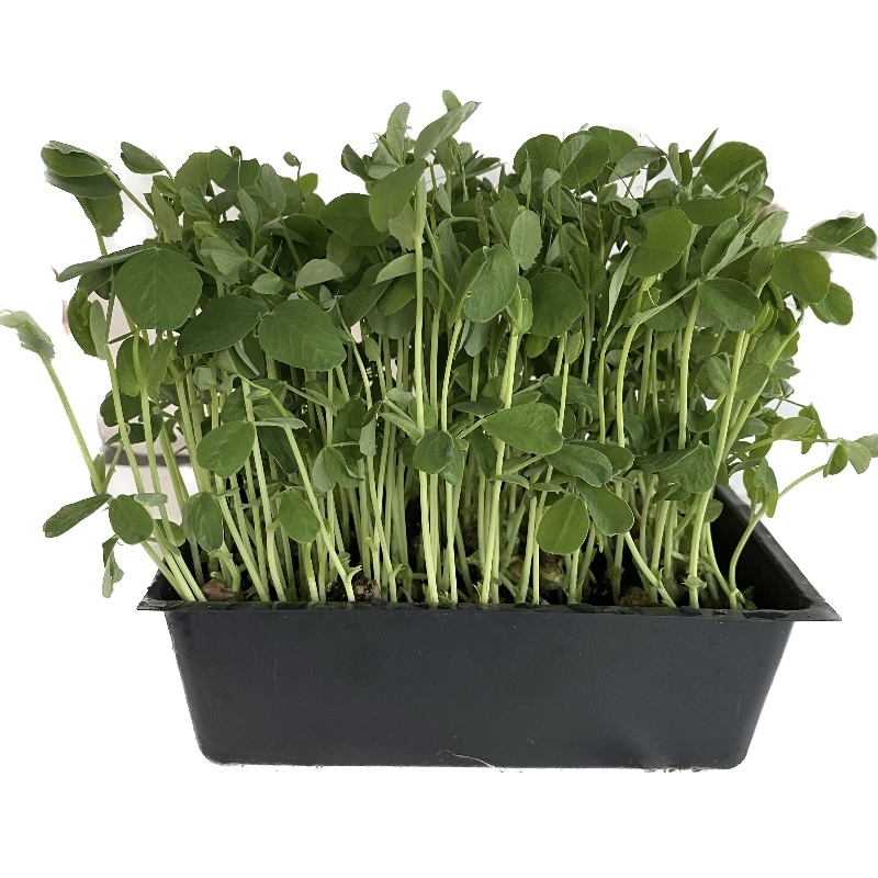 Speckled Peas Microgreens