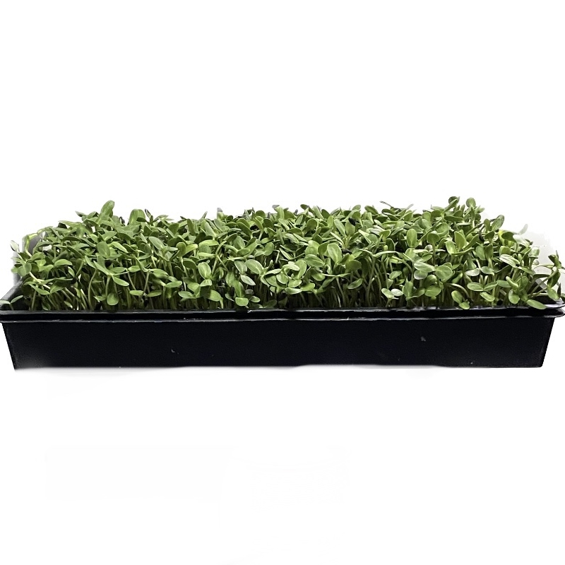 Sunflower Shoots Microgreens