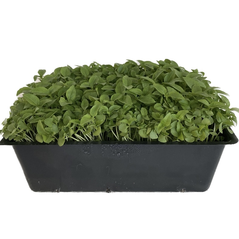 Thai Basil Microgreens