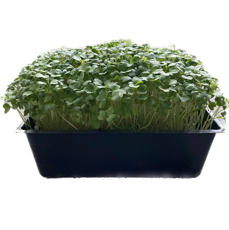 Wasabi Mustard Microgreens